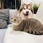 Cat and Dog tran-mau-tri-tam-7QjU_u2vGDs-unsplash